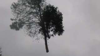 kappen bomen